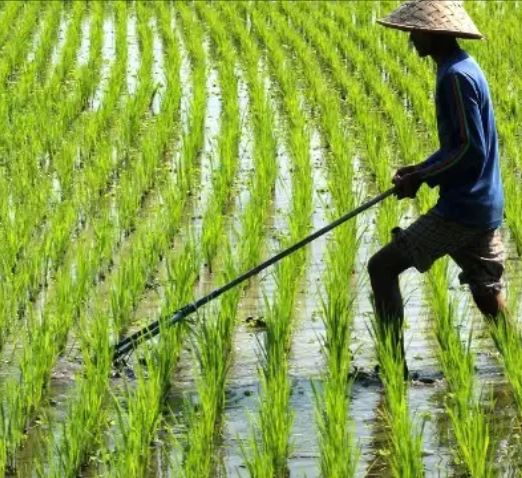 Boyolali Dukung Ketahanan Energi Melalui Proyek SWITCH‑Asia Low Carbon Rice